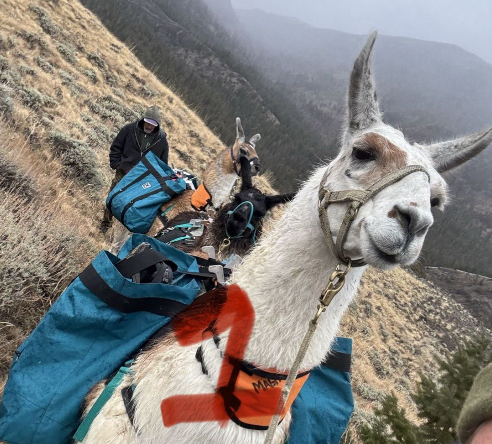 Male llama packers