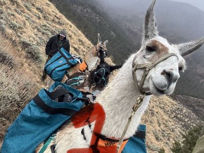 Male llama packers