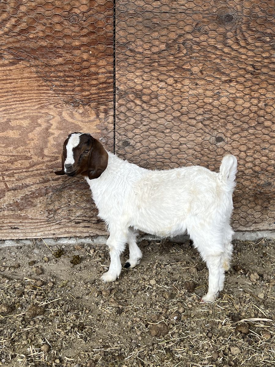 Boer Goat for Sale