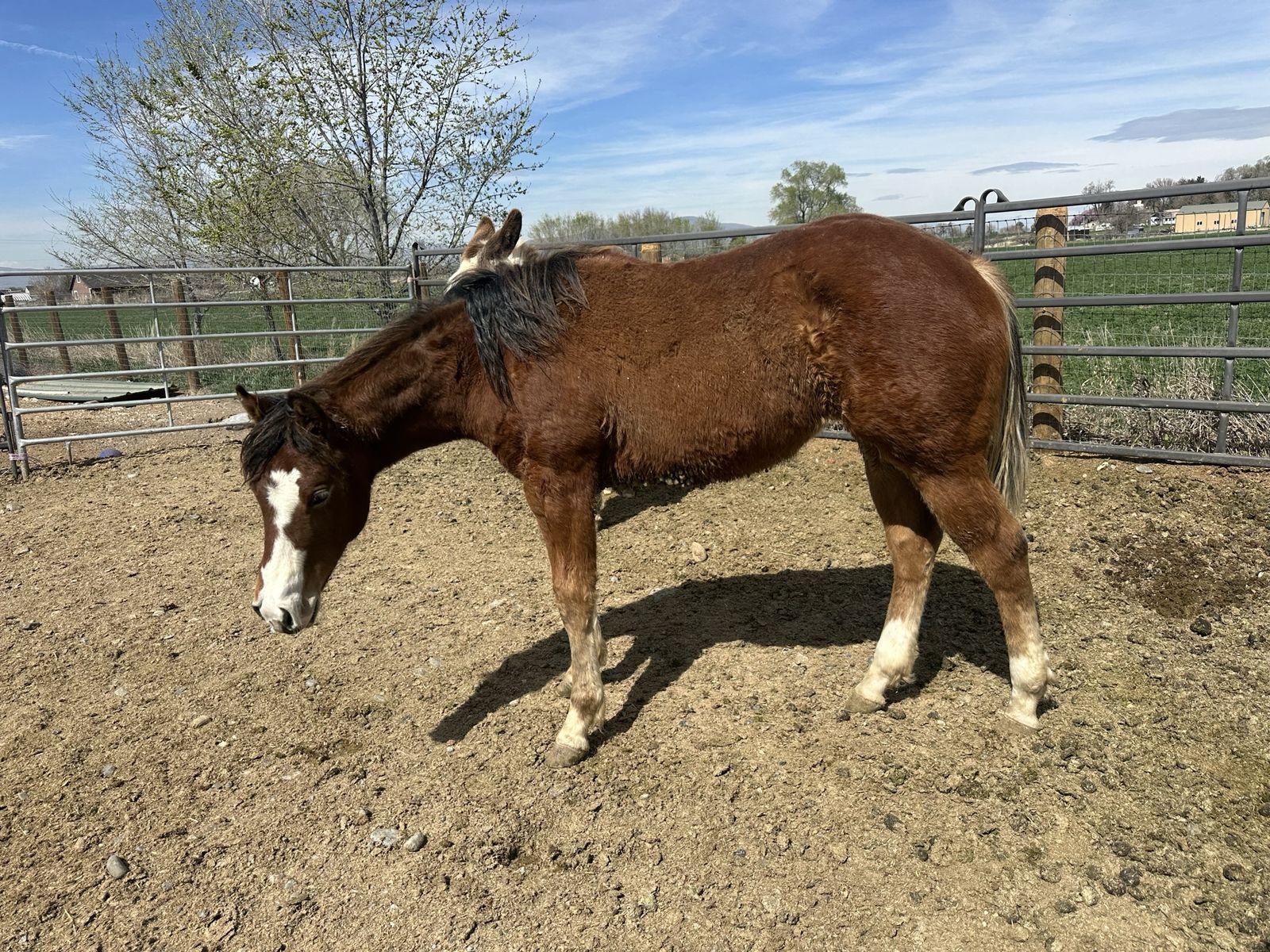 Spooks Gotta Spark X GunnaTrashya NRHA Filly