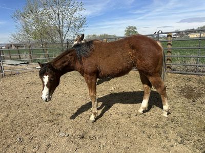 Spooks Gotta Spark X GunnaTrashya NRHA Filly