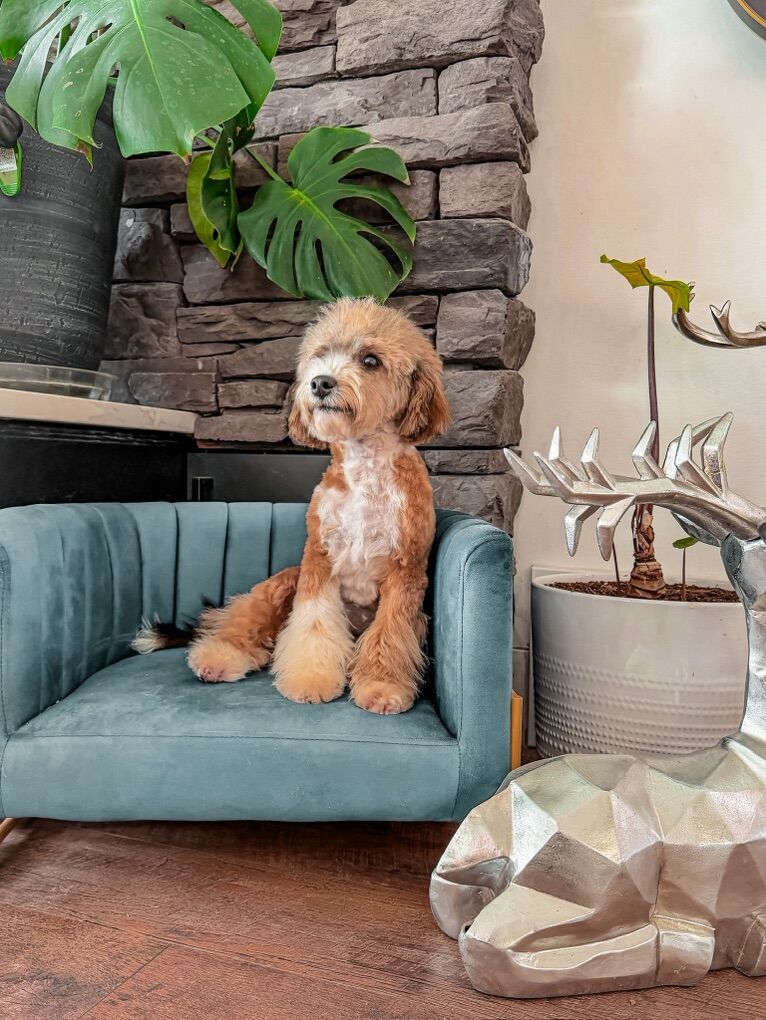 Teddy Bear 8lb- PooChon  (Bichon/poodle ) STUD