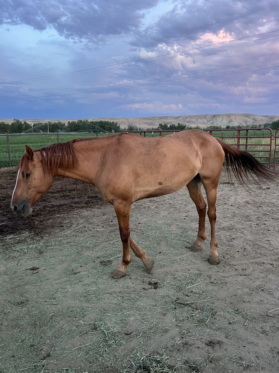 Horses