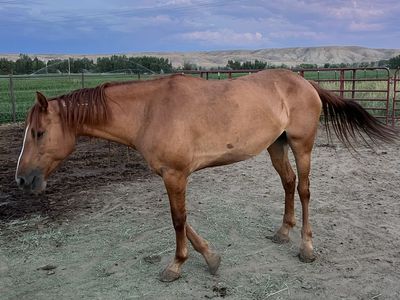Horses
