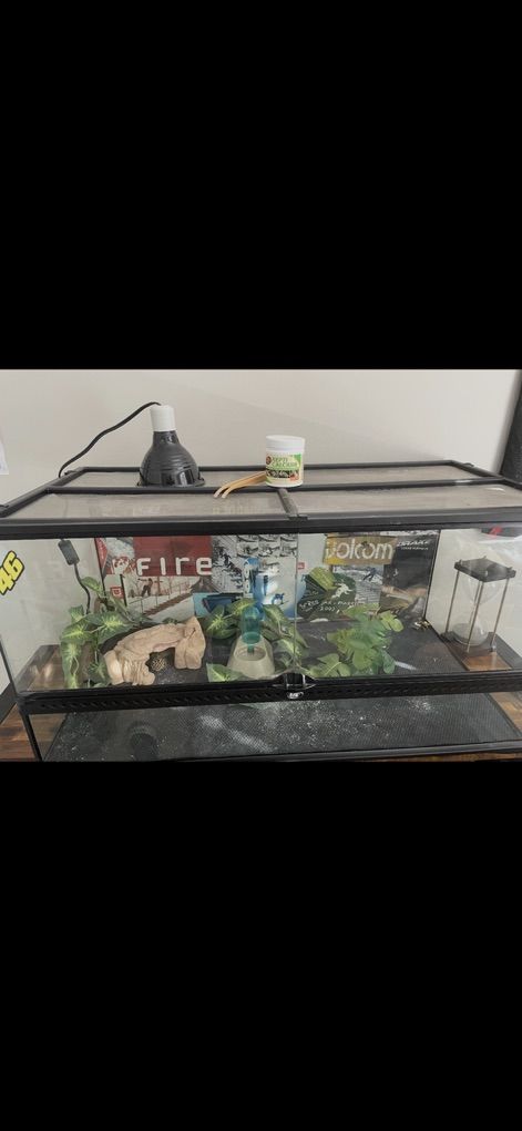 Leapard Gecko wIth Everything Needed