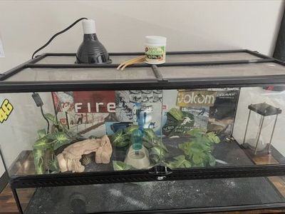 Leapard Gecko wIth Everything Needed