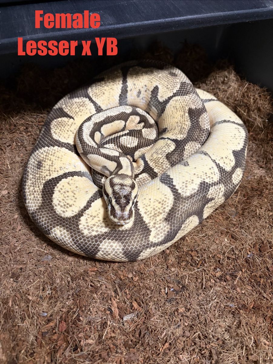 Ball python