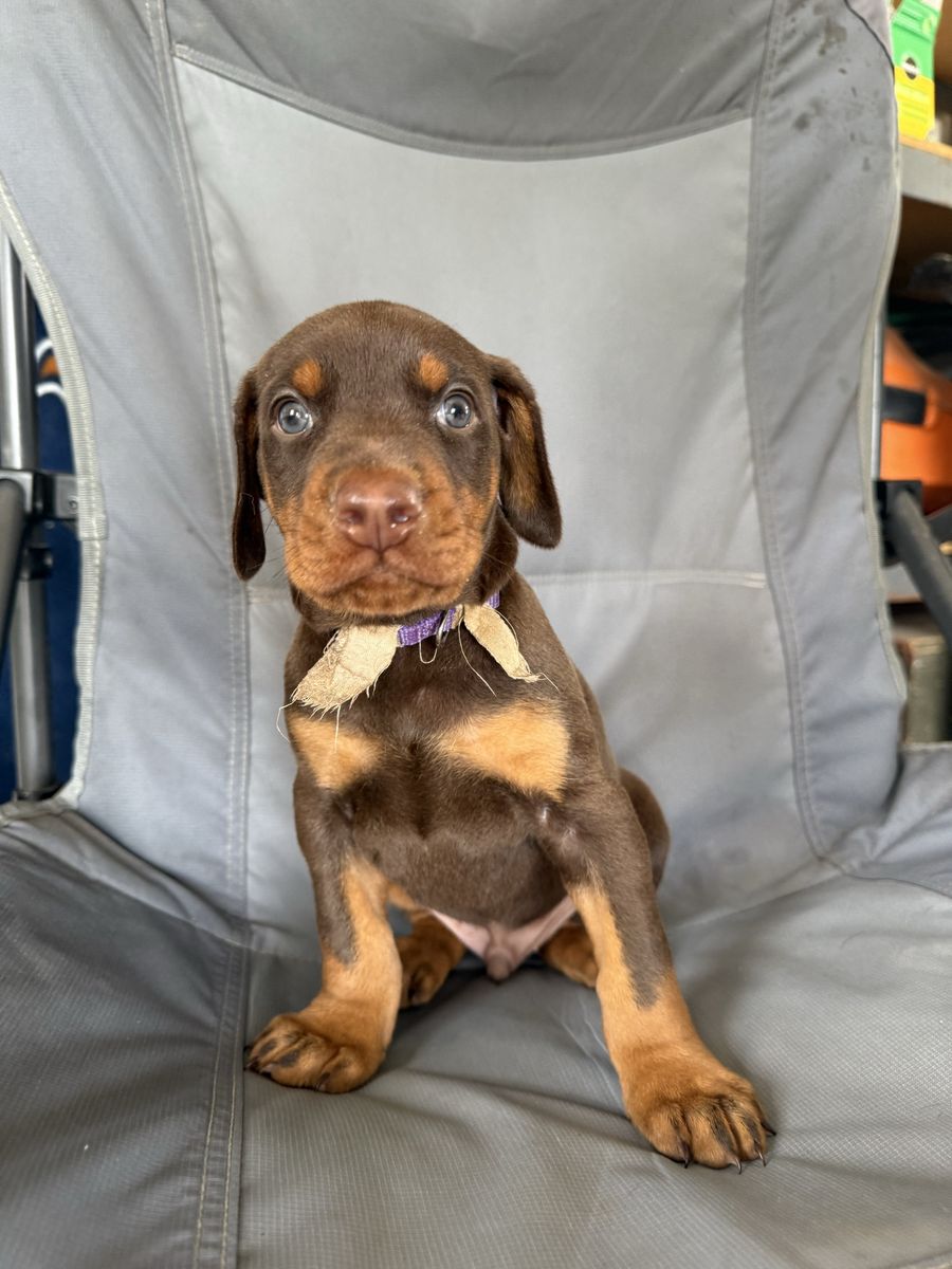 Doberman AKC Registered Puppies