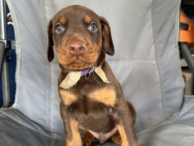 Doberman AKC Registered Puppies