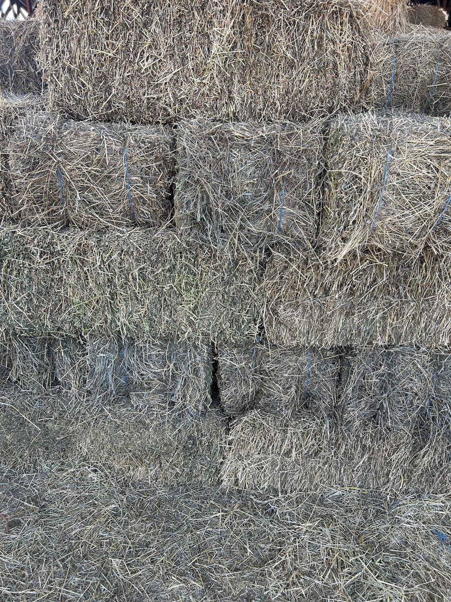 2 String Hay / Alfalfa mix bales 