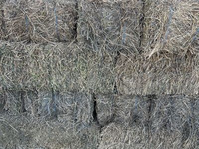 2 String Hay / Alfalfa mix bales