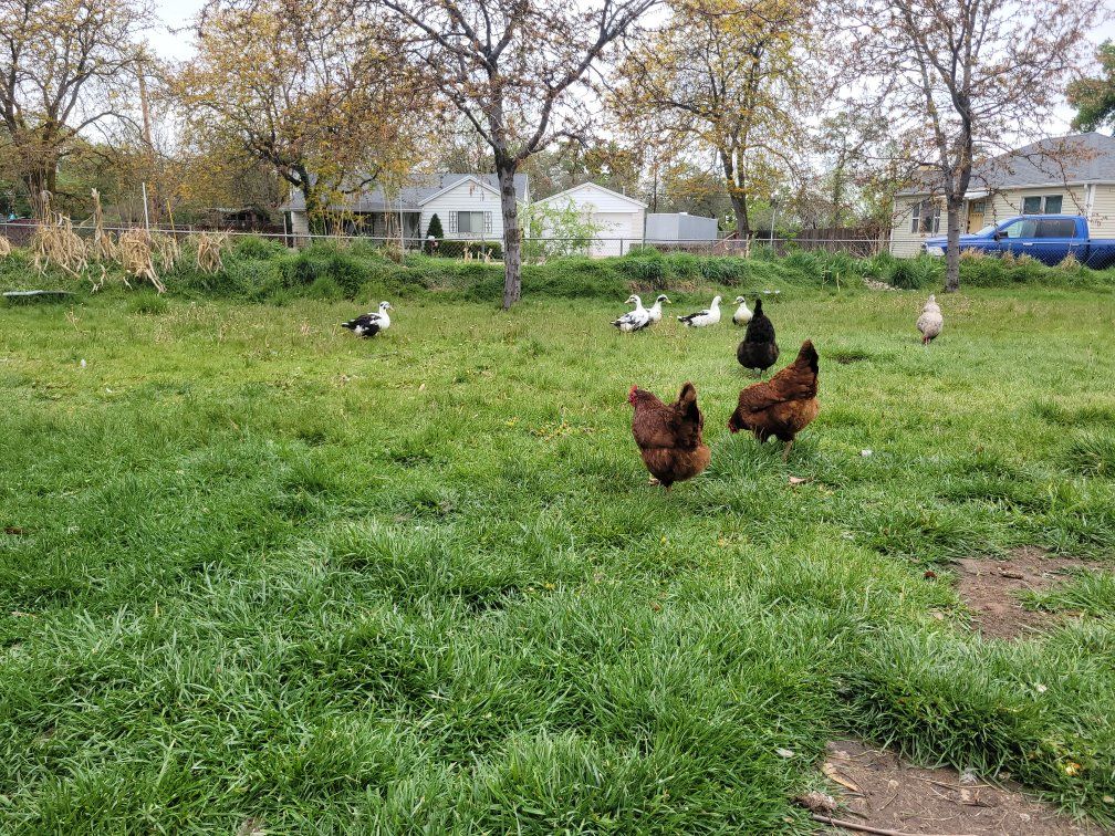 duck and chicken eggs