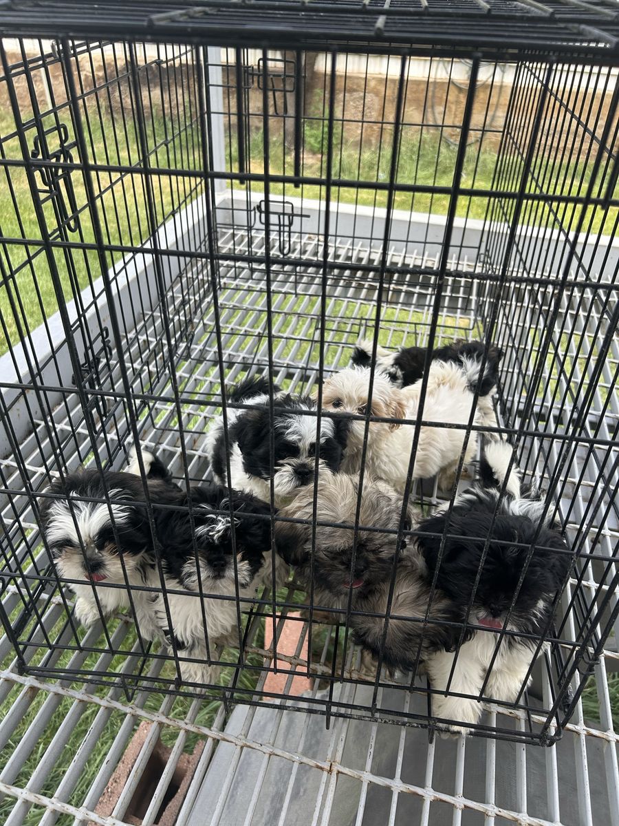 Purebred Shih Tzu Puppies $650