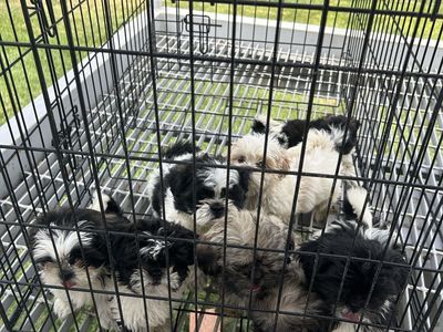 Purebred Shih Tzu Puppies $650