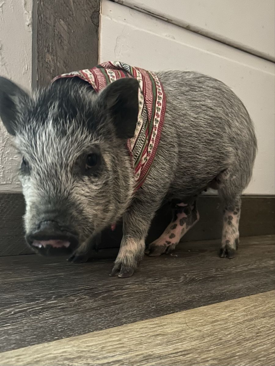 Pet Pig / Juliana Mini Pig