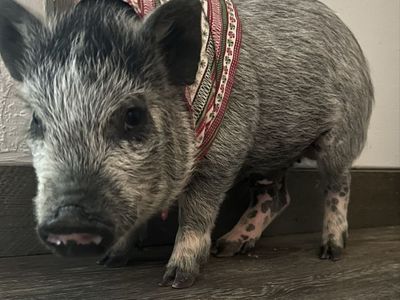 Pet Pig / Juliana Mini Pig