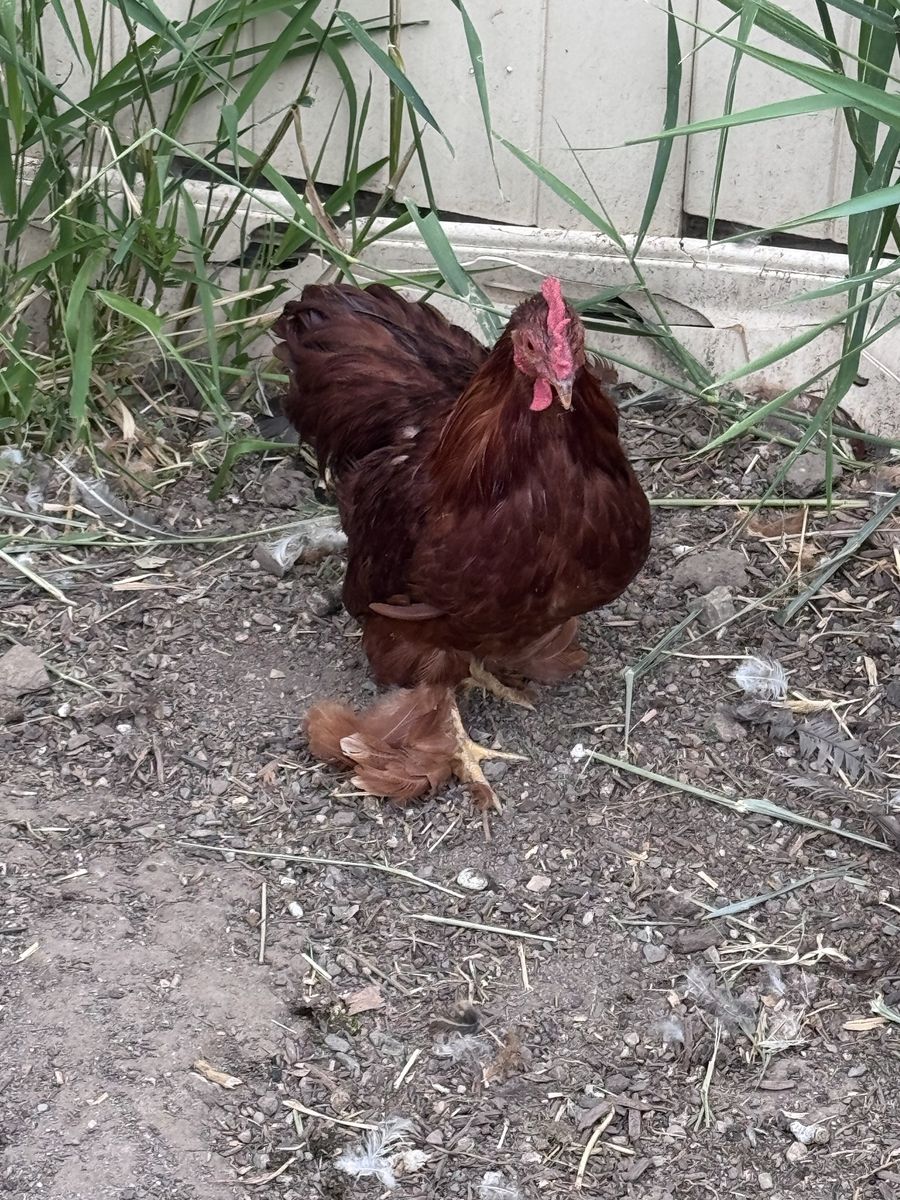 Free, healthy, beautiful Bantam Cochin Rooster