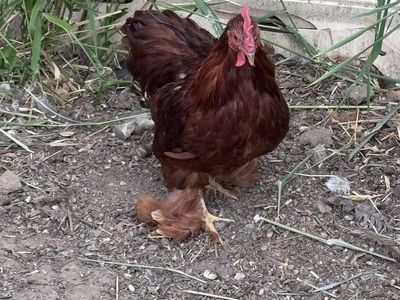 Free, healthy, beautiful Bantam Cochin Rooster