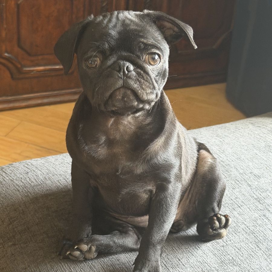 Black Pug Puppy - female