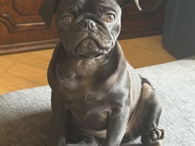 Black Pug Puppy - female
