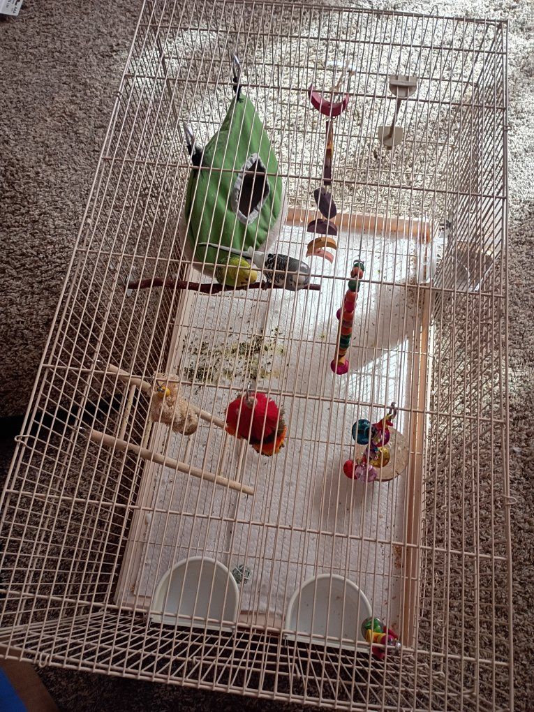 parakeets