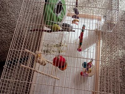 parakeets