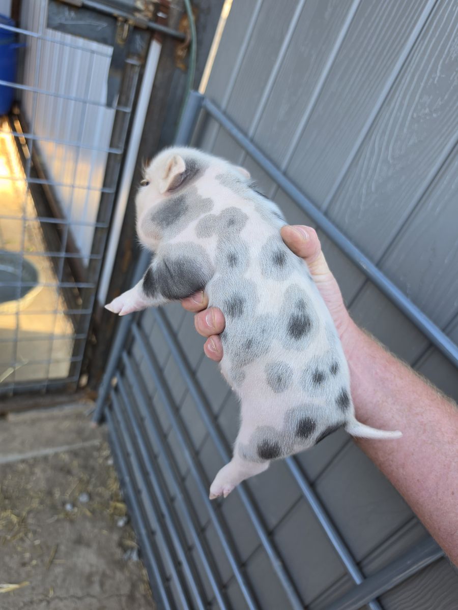 Mini Juliana Bottle Pigs Available Now (3-4 weeks old)