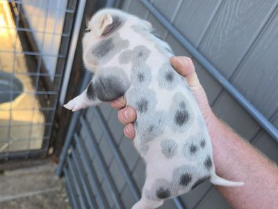 Mini Juliana Bottle Pigs Available Now (3-4 weeks old)