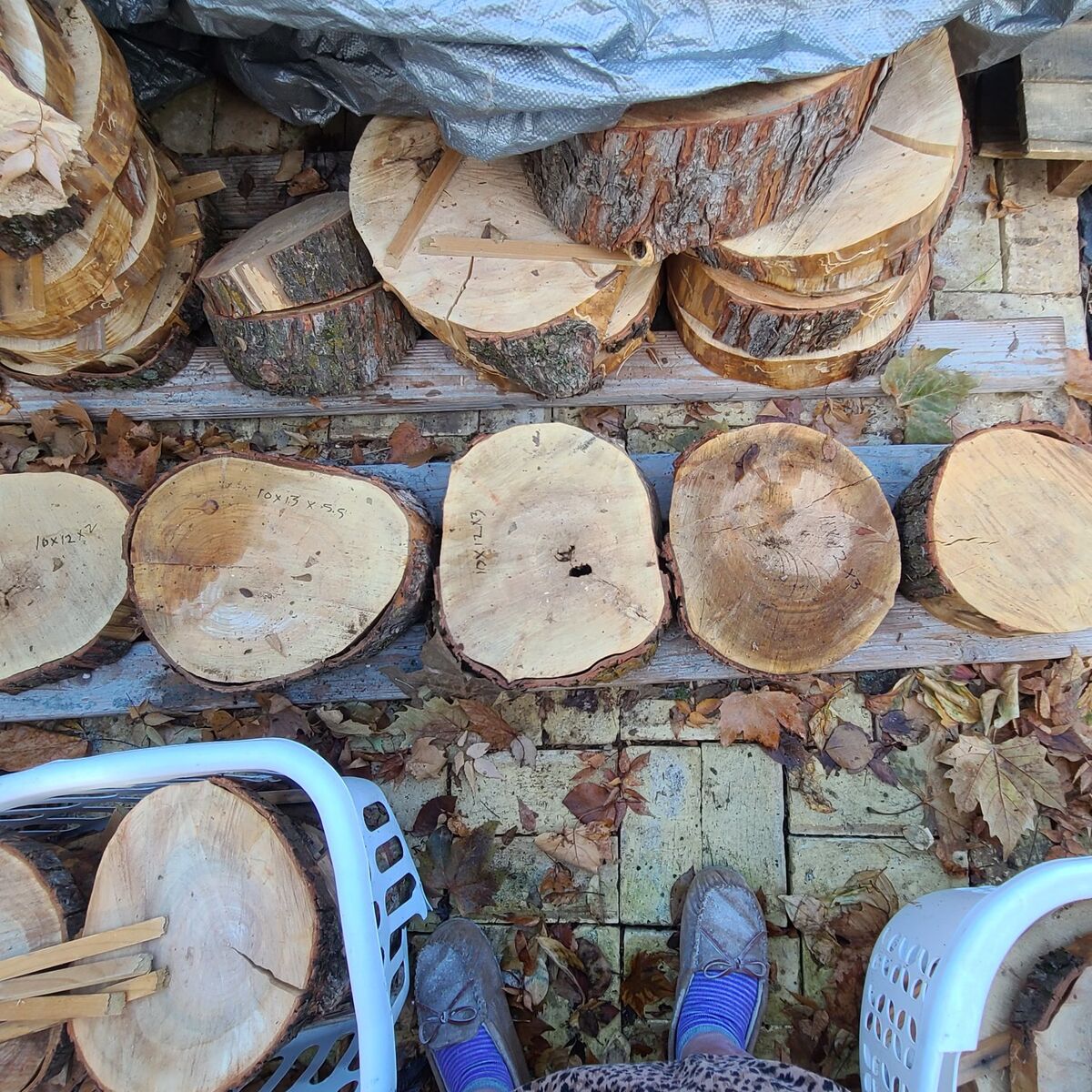 Silver Maple Rounds Various Heights & Price, cash