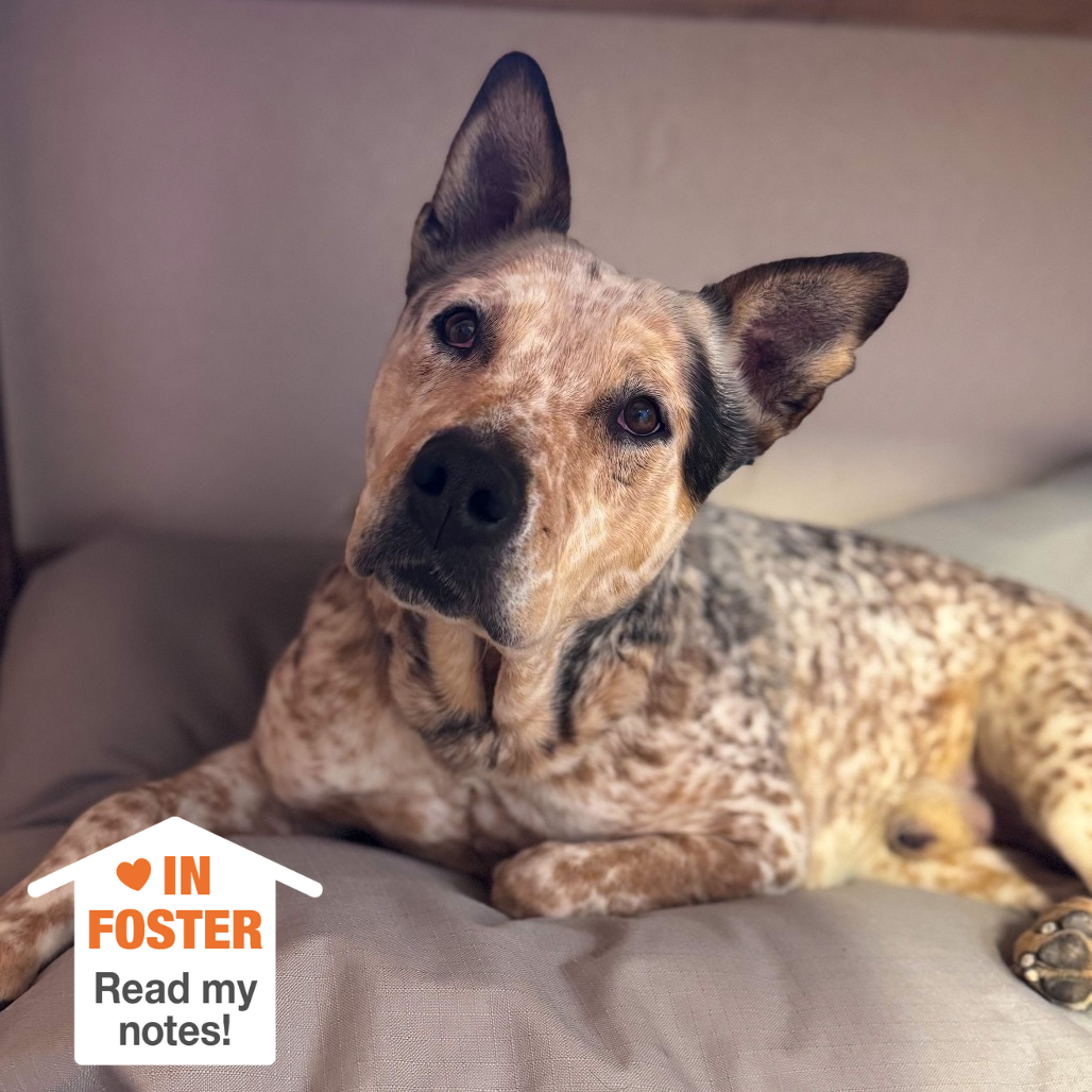 Hello my name is Bingo