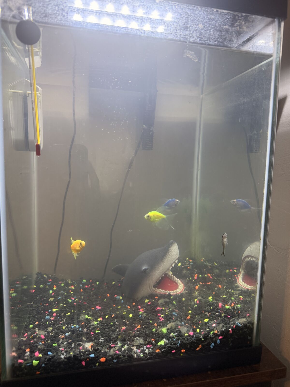 Glow fish, tank, desk stand