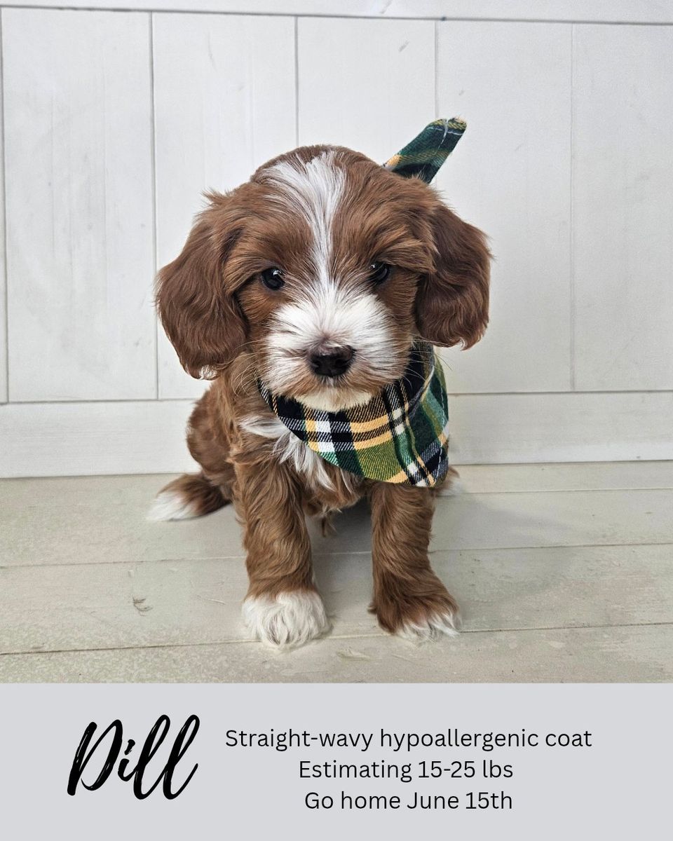 Goldendoodle puppies- ready June 15th!