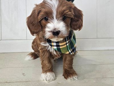 Goldendoodle puppies- ready June 15th!