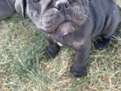Price Reduced! Miniature Old English Bulldog