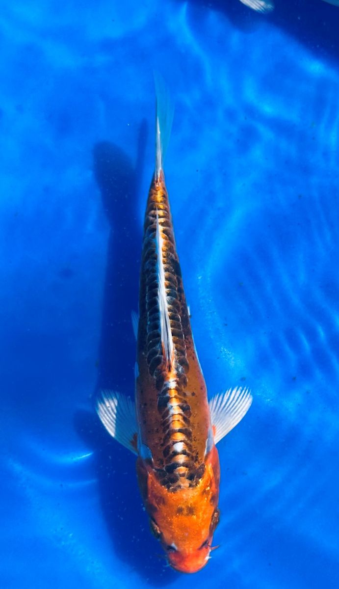 IMPORTED JAPANESE HIGH QUALITY KOI 8"-9" 