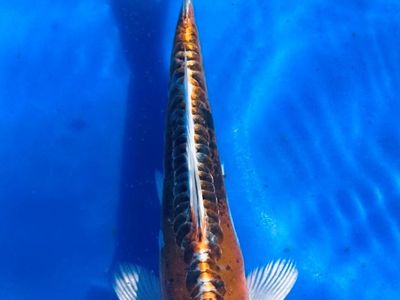 IMPORTED JAPANESE HIGH QUALITY KOI 8"-9"
