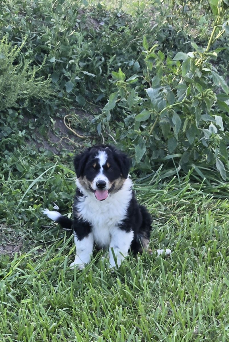 Australian Shepherd and Border Collie+