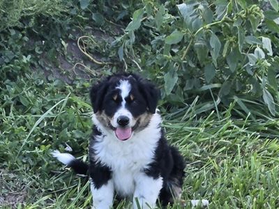 Australian Shepherd and Border Collie+