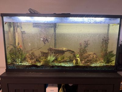 55 gallon aquarium with stand