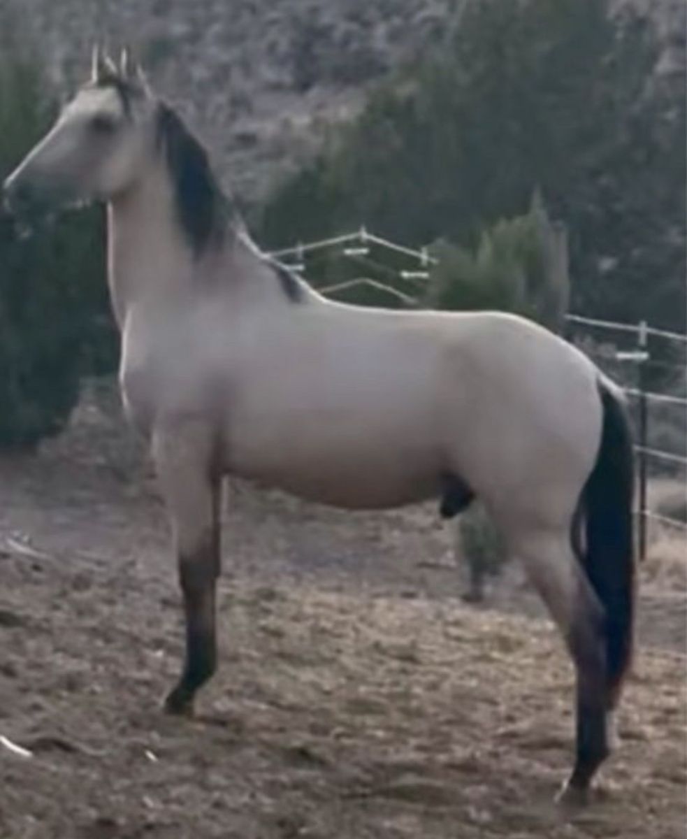 Horse Andalusian 