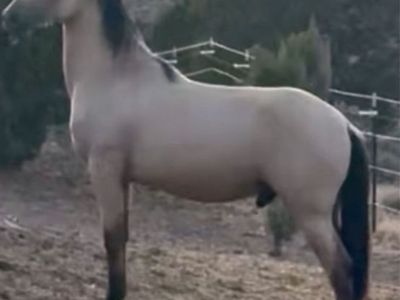 Horse Andalusian