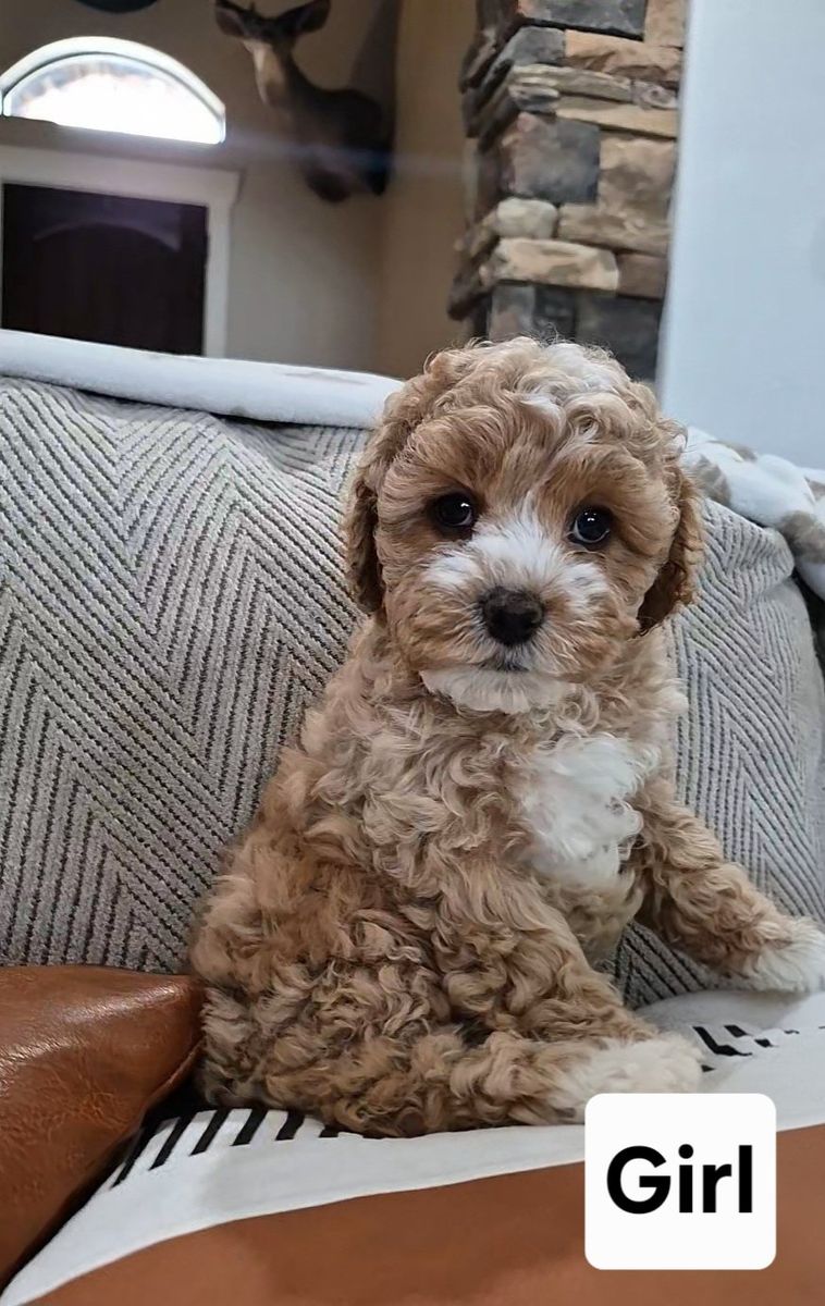 Adorable Cavapoo puppies