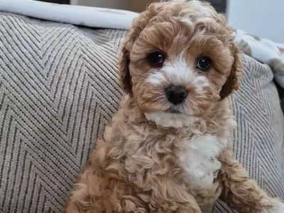 Adorable Cavapoo puppies