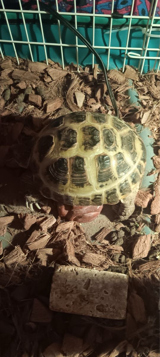 Tortoise