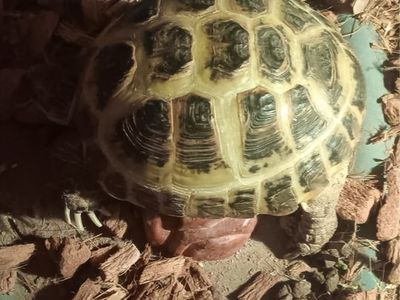 Tortoise