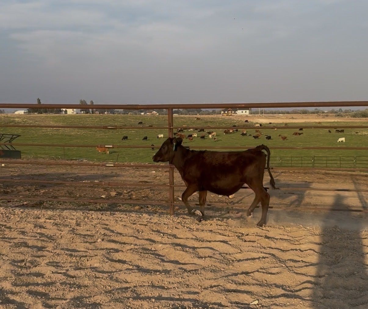 Cross heifer