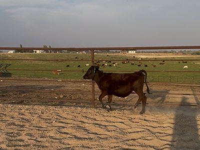 Cross heifer