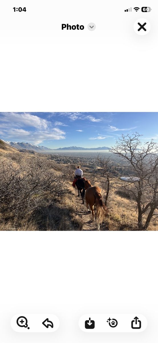 6 year old gelding
