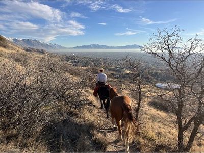 6 year old gelding