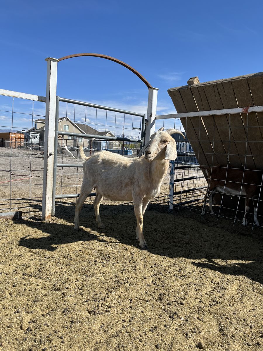 Female Nubian Goat For Sale